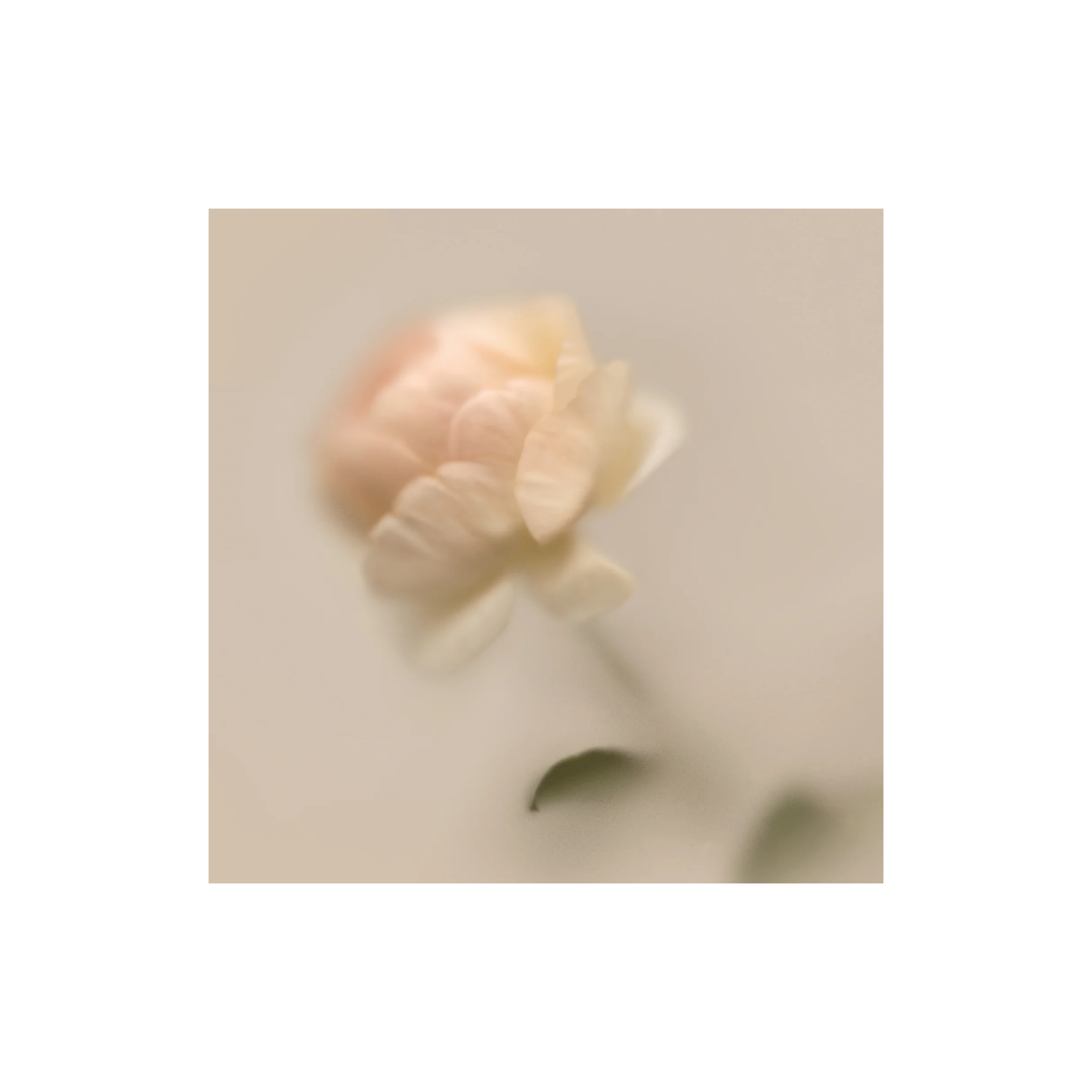 Rose Steady Fragrance